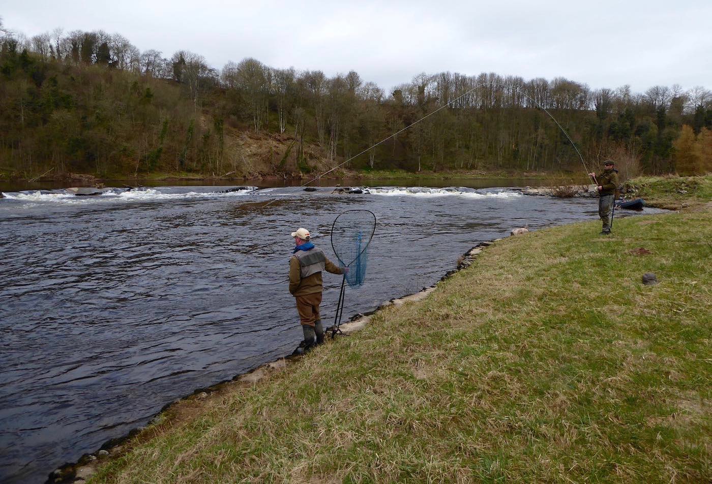 A salmon fisher playing a salmon on the lower River Tay near Stanley in Perthshire. Staying side on to the fish is the best approach if the riverbank & salmon permits this tactic. You can see the River Tay salmon guide at the ready with the landing net and the salmon fishing holiday guest positioned high up on the riverbank for maximum height advantage over the salmon.