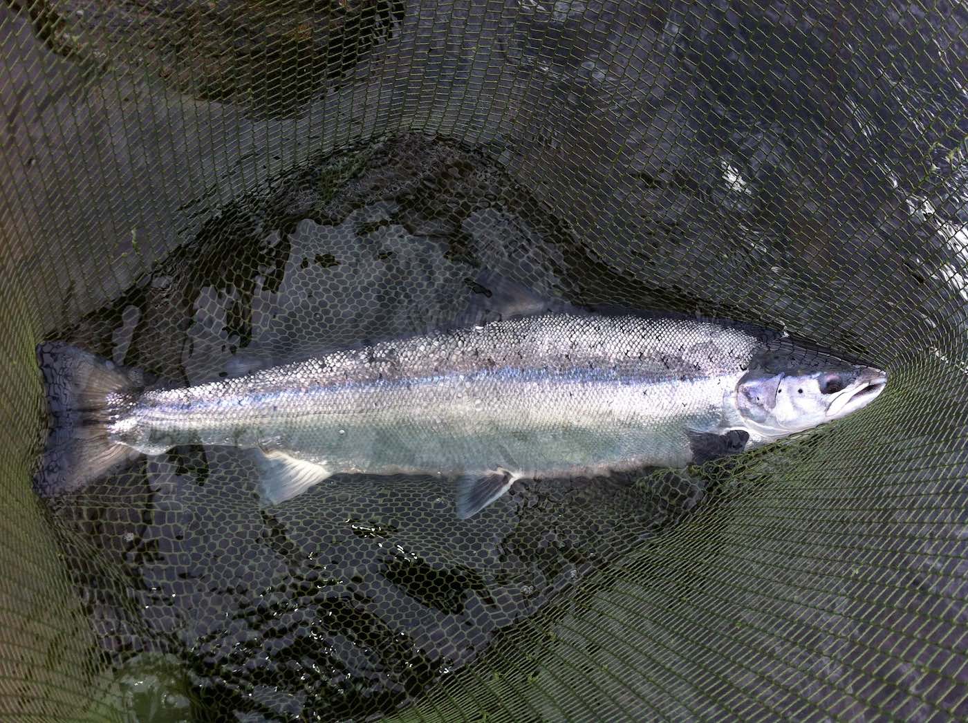Look at this shape of a salmon for total marine predator hunting finesse. This is a River Tay Spring salmon which was caught by myself while working as a River Tay salmon fishing guide near Dalguise in the Tay Valley. These are the most prized salmon of all to target and thousands of salmon fishers come to the Scottish rivers each Spring for a chance of one.