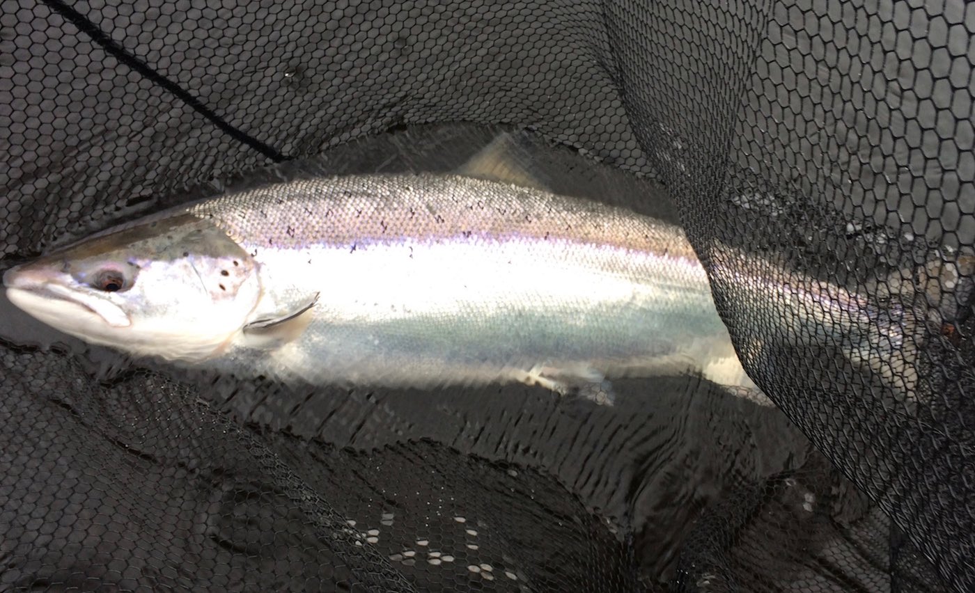 This big Tay Springer made the day for 2 salmon fishing trip guests on a cold wet March day near Dunkeld. Look at the oceanic hunting colours and the perfect shape of this Spring salmon then imagine it buckling your fly rod with reel screaming runs and getting your adrenalin pumping! Nothing beat salmon fishing in Scotland for a chance of a perfect fly caught salmon like this.