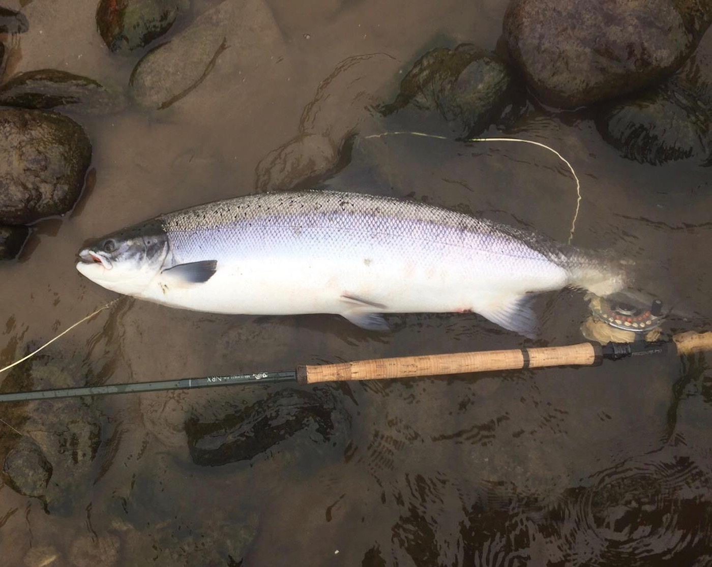 Fishing the River Tay through the Summer months can be very fruitful as there's alway big Summer fish. in the Tay from June onwards. Connecting with one on a fly rod will be an experience you'll never forget so it's always best to book a salmon guide to assist you to intercept perfectly proportioned salmon like this fine specimen.