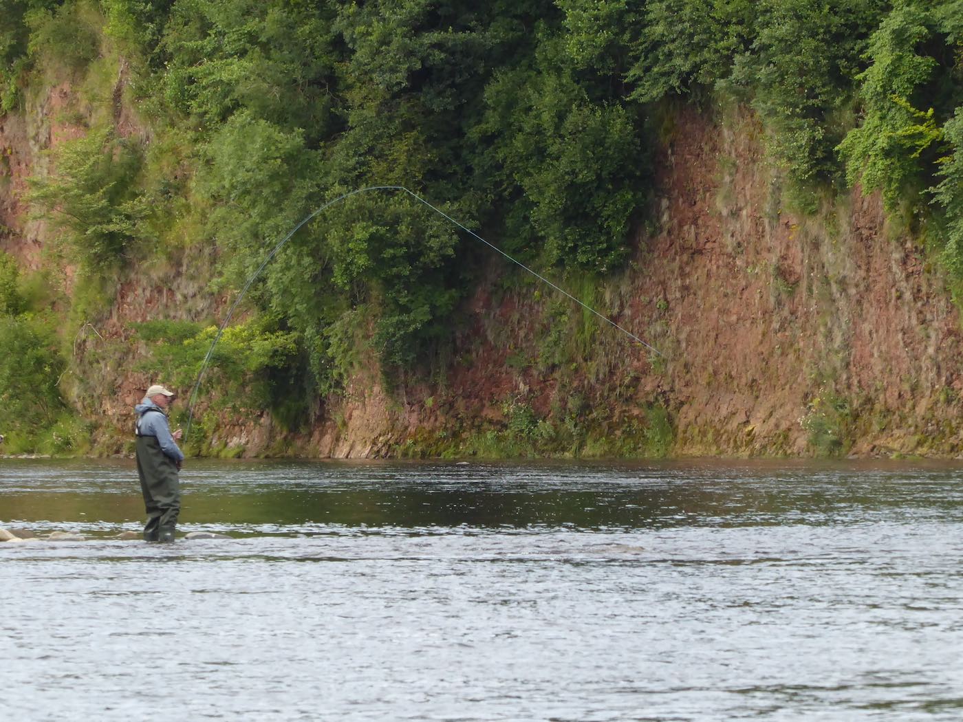 Keeping a high rod tip is essential while playing a salmon as was the case here with this lively River Tay Summer salmon that this salmon fly fishing visitor was playing. The high rod tip ensures the fly line is kept clear or riverbed obstacles which could snag the line and cause the loss of the fish. Look at the lovely red sandstone cliffs on the other side of the river.