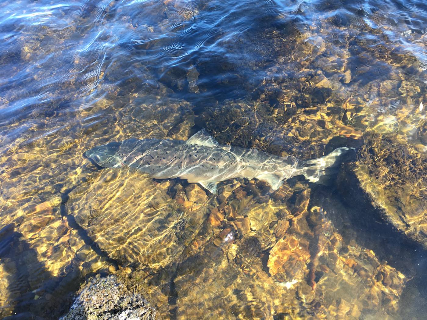 After the excitement and satisfaction of hooking and landing a salmon there's even more satisfaction in seeing the fish recover and strongly swim away. This was one such River Tay salmon on the riverbed stones on the right hand bank of the March Pool moments before it swam off. As a professional salmon guide there's a great feeling seeing all salmon swimming away after capture.