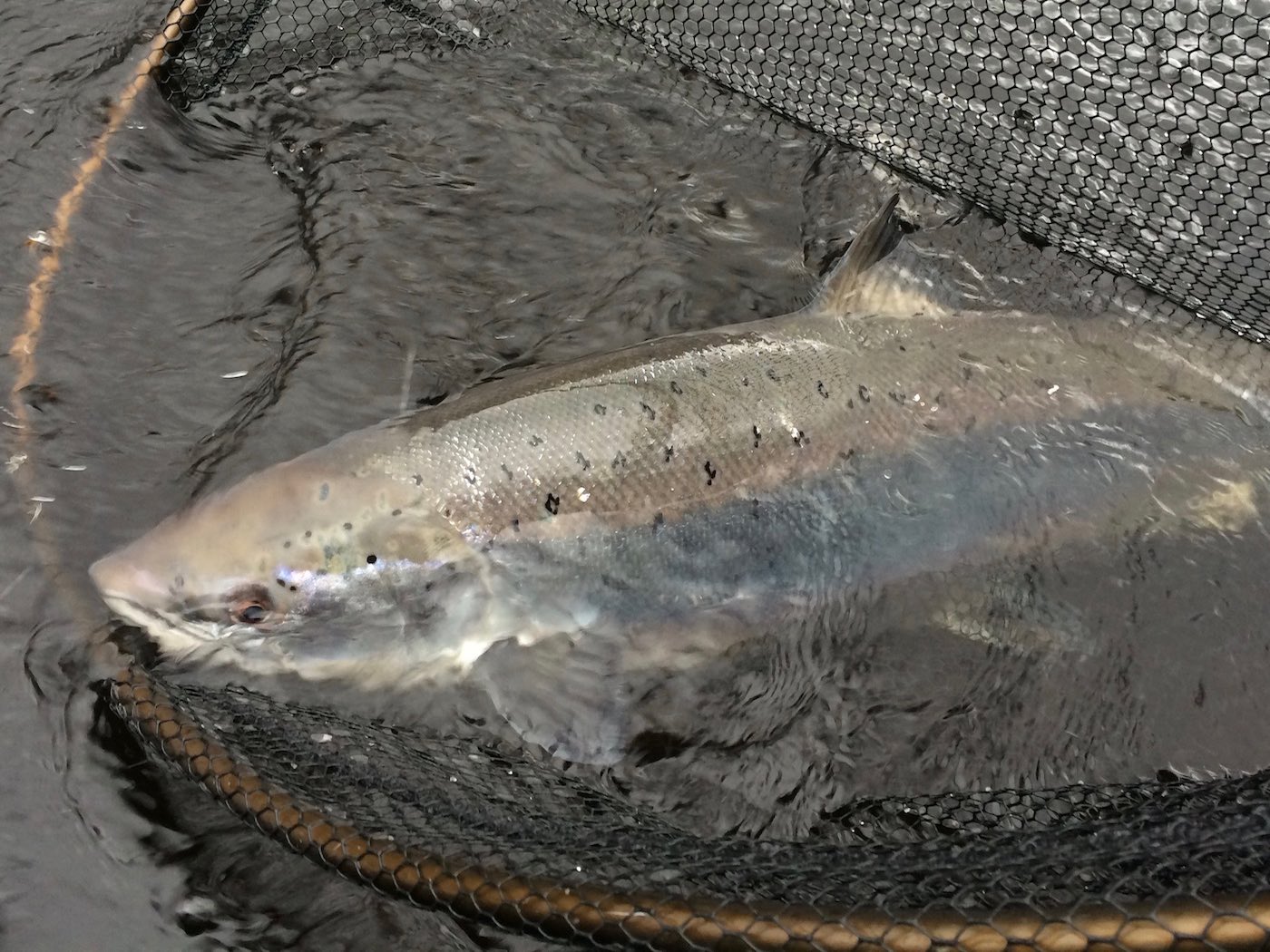 This perfect heavyweight salmon was caught during late March on the Perthshire River Tay at Dunkeld. This photograph was taken by the salmon fishing instructor as the fish was being released and moments after the salmon swam away out of the landing net.