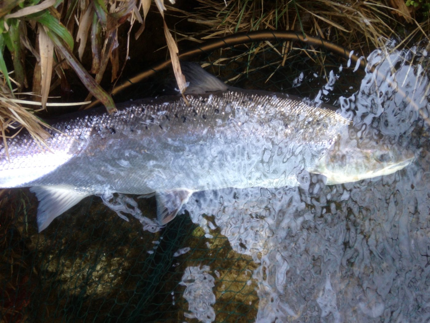 Here's a perfect fresh run River Tay salmon which is about to be released by myself after the excitement of capture. Taking advice from a professional salmon fishing guide is the best way to obtain a close up inspection of one of these fine creatures.