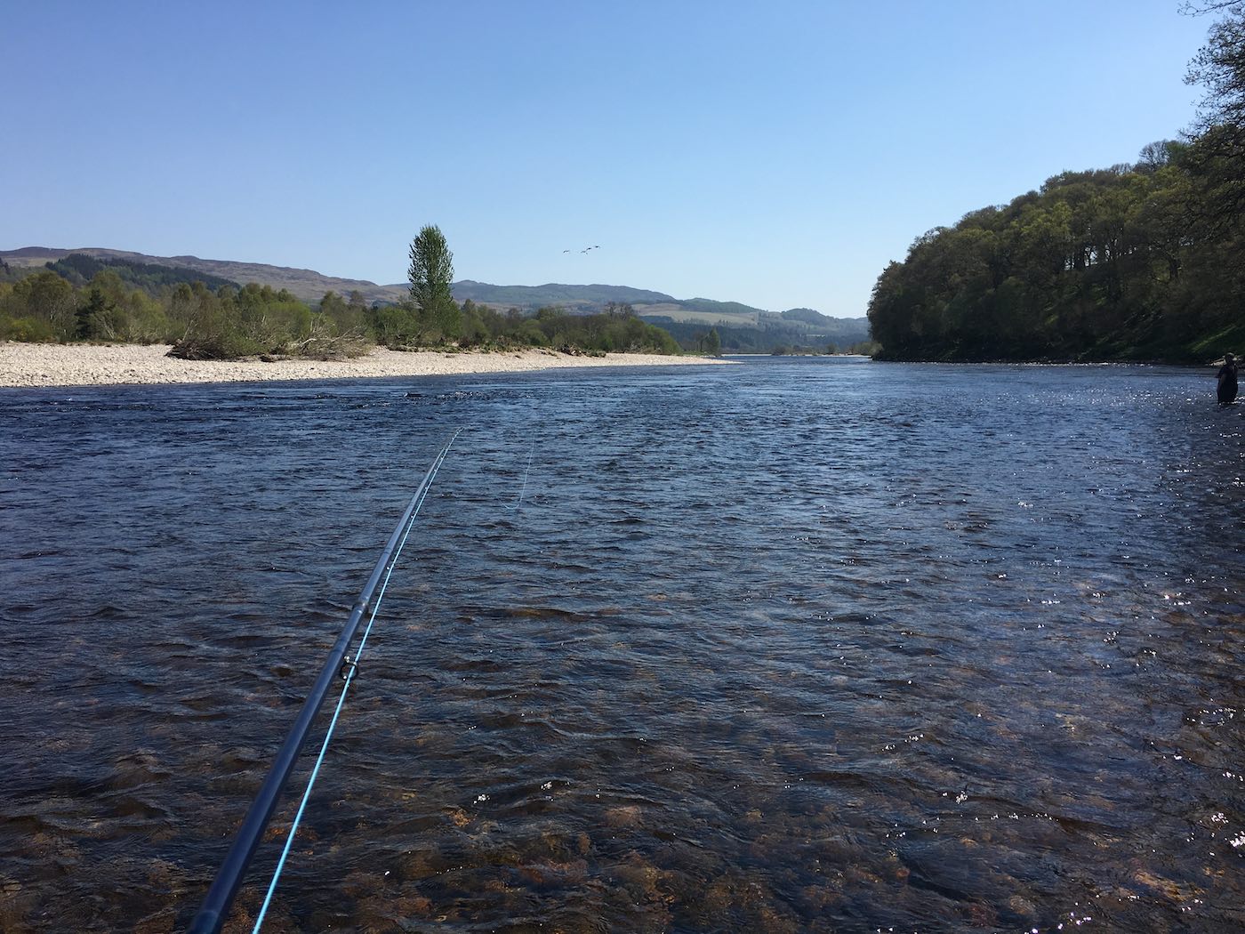 This floating salmon fly line is swinging around perfectly here into a renowned salmon lie on the River Tay near Dunkeld. The rod in the picture is my 16ft Bruce & Walker Spey casting rod which I've used as a professional salmon guide for over 20 years due to its perfect casting action.