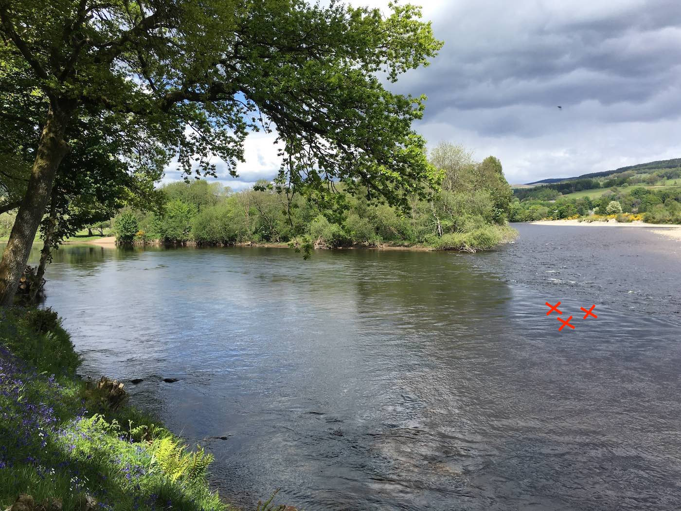 This red circle marks the best salmon lie in this delicious River Tay salmon fishing pool. A careful wade and long controlled salmon fly is required here for success. This fine shot was taken by myself while serving as a salmon fishing instructor in May and you can see the leaves have recently appeared on the overhanging oak tree branches.