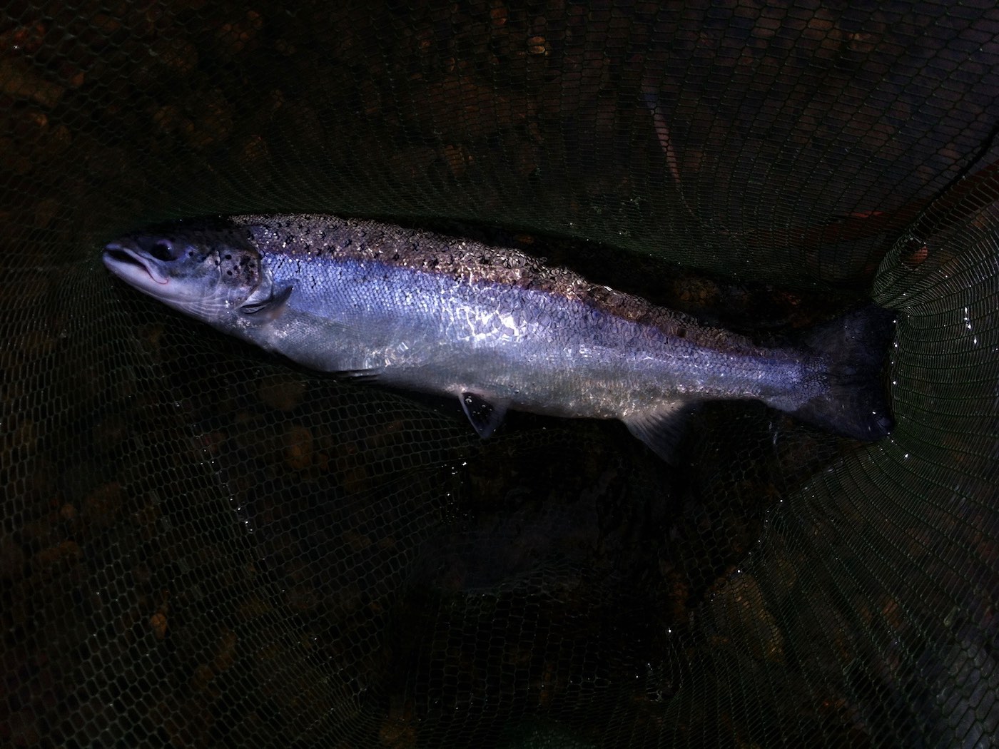 Here's a beauty of a River Tay salmon in the landing net following the excitement of battle. Nothing beats an encounter like this with a fresh run salmon and especially when hooked on a fly rod which adds another dimension to the whole experience. I caught this beauty while working as a salmon fly fishing guide on the River Tay in Scotland.
