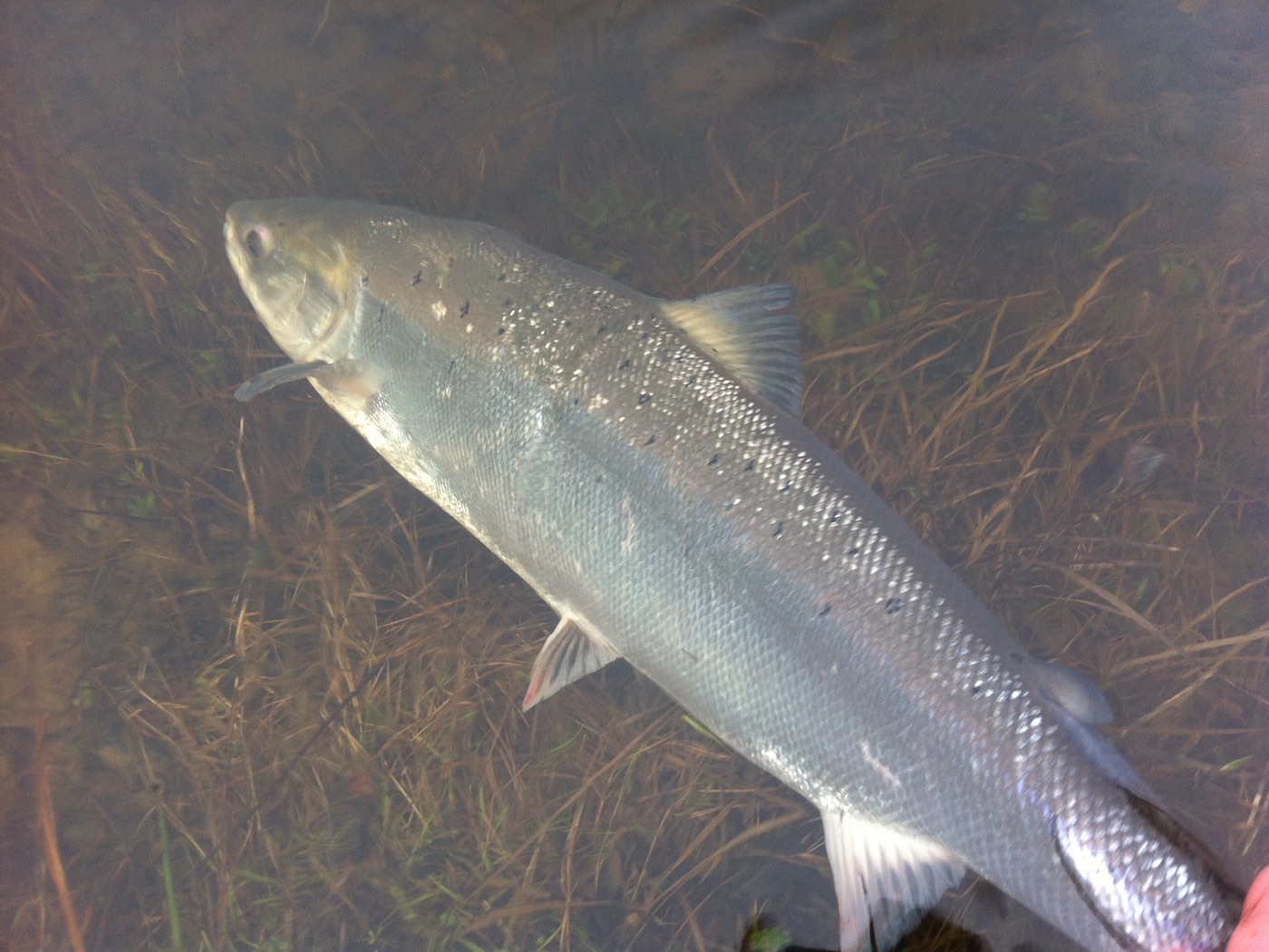 I caught this fine Spring salmon at the Rock Pool on the Kinnaird Beat of the River Tay while working there as a salmon fly fishing instructor. This silver salmon showed up well against the dull light condition that prevailed that day as you can see in this perfect salmon photograph.