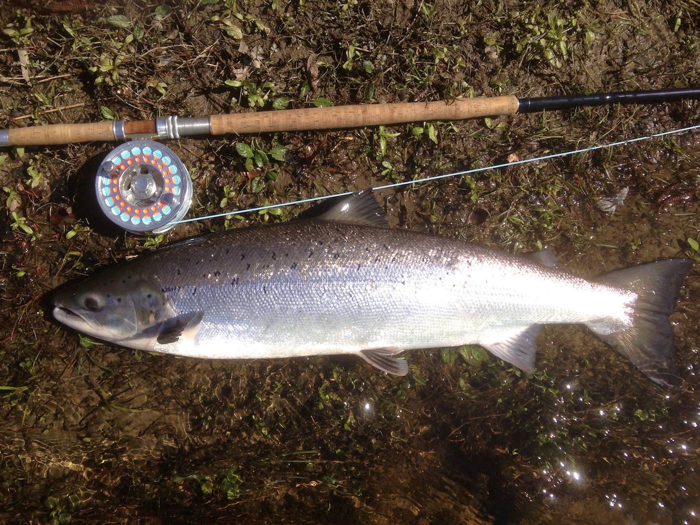 This perfect early Spring River Tay salmon took a Copperass tube fly neat the River Tummel River Tay confluence which is a renowned salmon fishing area near Dunkeld. Early Spring salmon like this are always perfect specimens to catch and there's huge fishing satisfaction from outsmarting them. As a professional Scottish salmon fishing guide I love to show visiting fly fishing guests these fine fish up close like this.