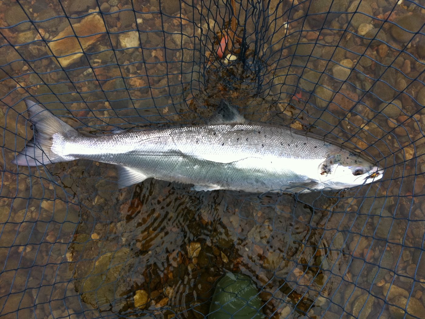 This is why salmon are often referred to as a 'bar of silver'! The take from a salmon can also stop time dead in its tracks such is its natural potency. Here's one such perfect fish that stopped time for me! I caught this perfect River Tay salmon while working as a salmon fishing guide on the Kinnaird Beat of the Tay which is located between Dunkeld & Pitlochry.