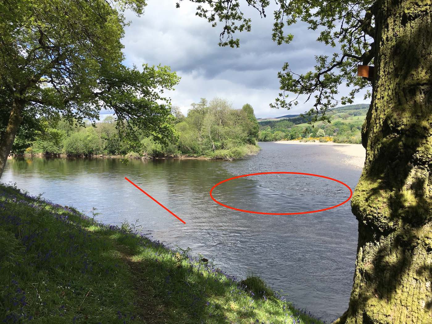 The red line represents the go no further point while approaching the perfect salmon lie at the mouth of the River Tummel near Dunkeld. I placed white coloured pizza shaped flat stones in the same line so anglers can clearly see where not to wade beyond while wading. This is the detail a professional salmon guide will go to to assist his fishing guests to catch salmon.