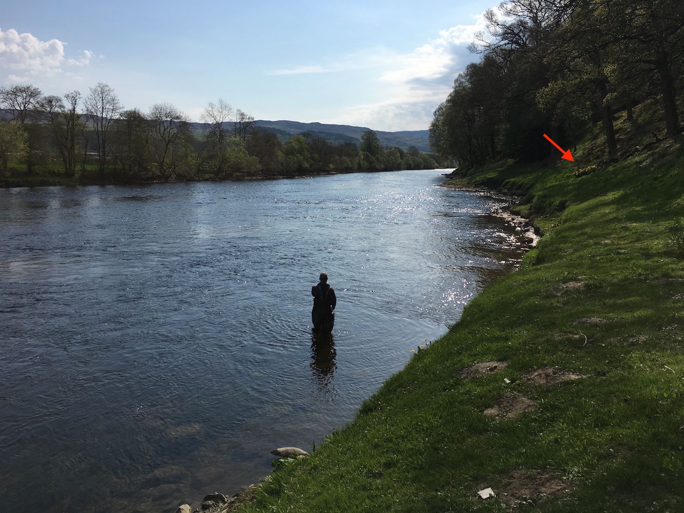 When you see a big bunch of daffodils on any Scottish riverbank realise they are not there naturally and someone has planted them there for a reason. On a salmon river that reason will almost certainly be to mark one of the salmon beat's Spring salmon lies as you can clearly see here on the River Tay near Pitlochry. This salmon lie identification was common practise decades ago but largely forgotten these days like many other logical salmon beat management measures.