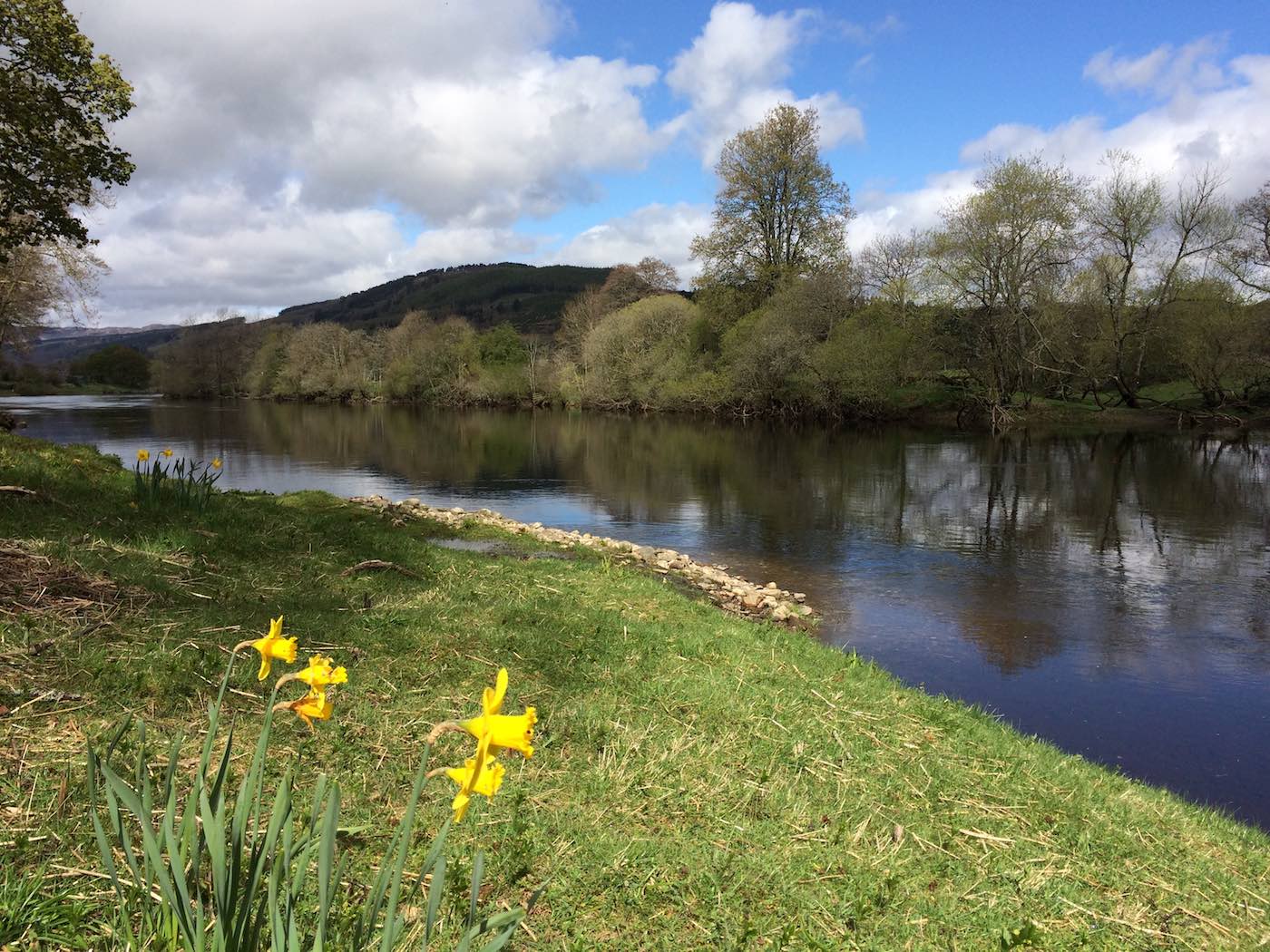Here's a bunch of daffodils that mark one of the main salmon lies at the Green Bank Pool of the Kinnaird Beat near Dunkeld. The old school professional ghillies of Scotland were astute enough to realise that their Spring salmon showed up each year as the daffodils were flowering so perfect for riverbank Spring salmon lie identification purposes.