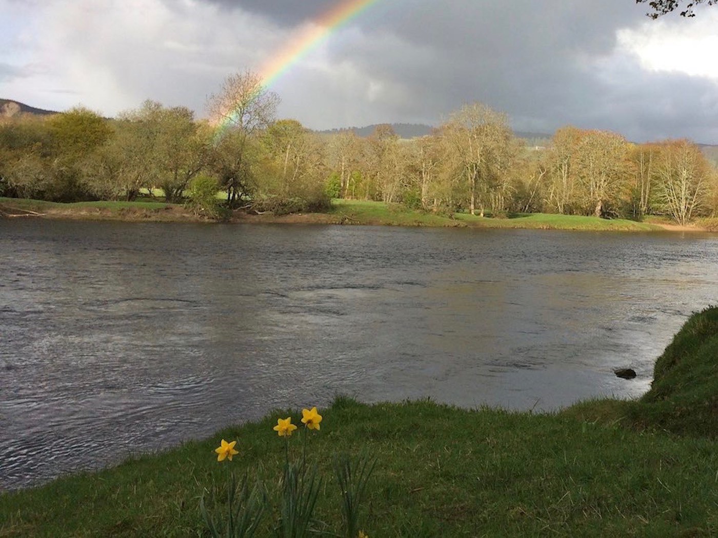 When you see a biggish bunch of daffodils on any Scottish riverbank realise they are not there naturally and someone has planted them there for a reason. On a salmon river that reason will almost certainly be to mark one of the salmon beat's Spring salmon lies as you can clearly see here on the River Tay near Pitlochry. Daffodils with a beautiful rainbow hovering overhead is a sign from our Salmon God there's a fish there in need of a fly!
