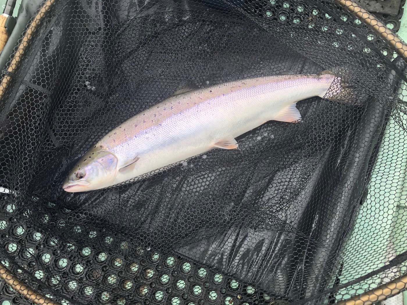 Here's a perfect boat caught March salmon from the River Tay near Dunkeld. Look at this fish's perfect colours which even the best wildlife artist would struggle to perfectly replicate. These early Spring salmon are a true Scottish treasure and we take great delight in introducing them to our salmon fishing trip holiday guests as was the case here.