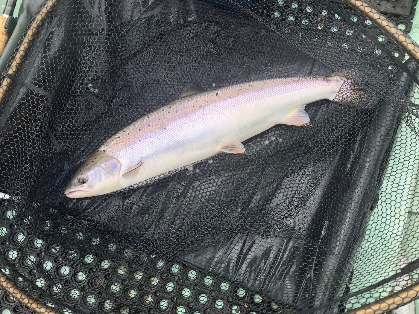 Look at this perfect Spring salmon lying on the rubber mat on the floor boards of this River Tay salmon boat. This fine salmon is lying in the landing net after being hooked and landed by one of our salmon fishing holiday guests before the fish was released back to the Tay.