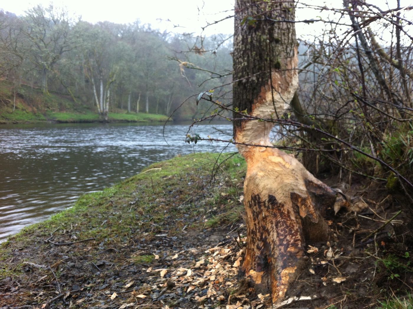 You can clearly see the damage these re-introduced beavers are doing to the beautiful native woodlands of the Scottish rivers. This is fast becoming a serious issue in Scotland and a really unthoughtful thing to have done to the ecology of Scotland's riverbanks by reintroducing these highly destructive animals. These tree will now die as a result of this damage and thousands of tress on Tayside have now been death sentenced like this at a time where the experts are saying we need more trees to offset high carbon dioxide issues and subsequent climate change. I took this destructive shot at the Rock Pool on the Kinnaird salmon fishing beat near Pitlochry.