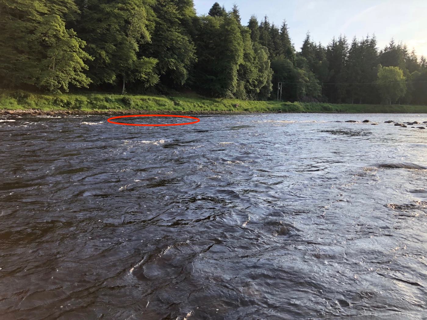 Here's a red circle highlighting the deep trough in the riverbed at the neck of the famous Glendelvine Beat's Boat Pool. This is exactly where the British record rod caught salmon of 64lbs was hooked and eventually landed back in 1922.