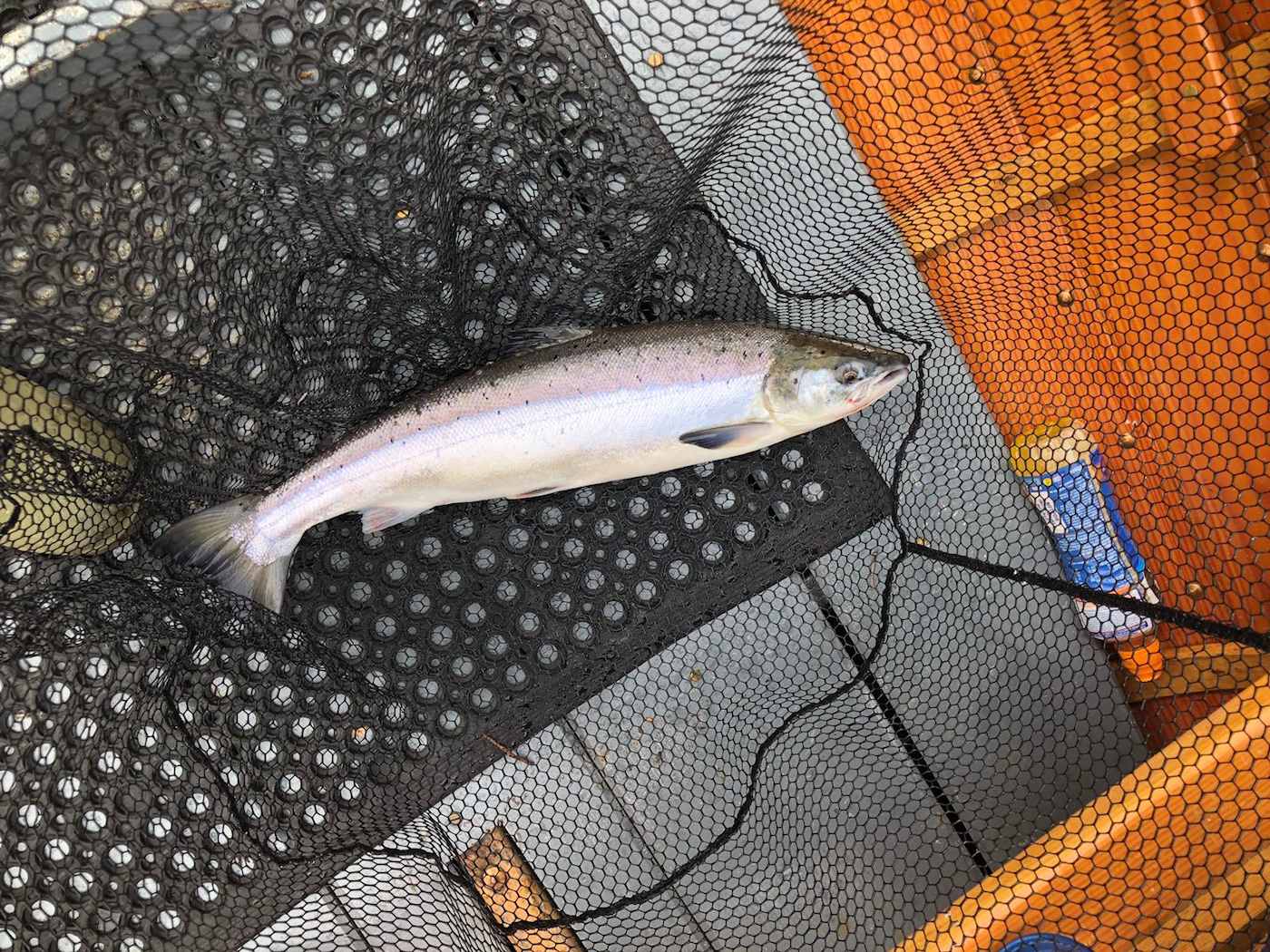Here's a fine Spring salmon in full oceanic hunting colours. This fish had only just arrived back in the River Tay from the ocean when it was captured near Dunkeld which is a popular salmon fishing area of the Tay Valley. Our salmon guide placed this fish temporarily on the rubber mat in the landing net to unhook this salmon prior to releasing it.