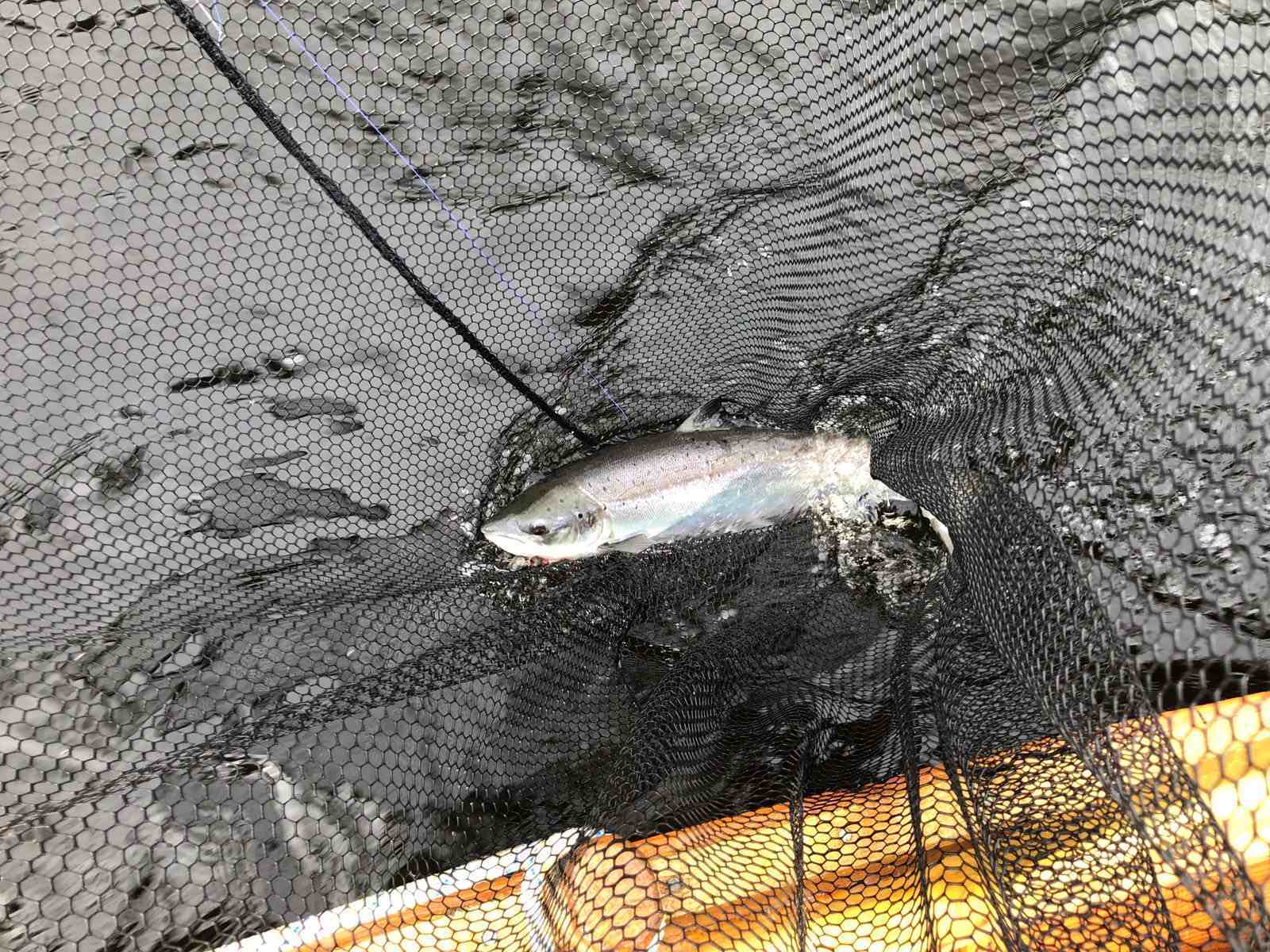 Here's a perfect River Tay Spring salmon that was hooked and landed from the boat in the Cathedral Stream Pool at Dunkeld by our professional salmon fishing guide. This is a great salmon fishing pool in low water conditions in this very popular fishing area of the Tay Valley. You can see the salmon being held safely in the landing net at the side of the boat for this lovely photograph.