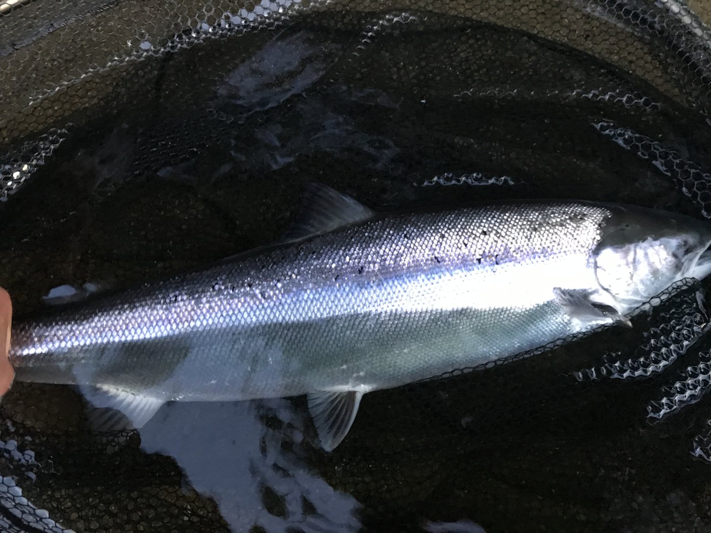Here's the beautiful silver flanks of a fresh run Spring salmon which was caught on the River Tay near Dunkeld. Salmon like this create indelible memories such is their power and amazing natural beauty when you encounter of one of these fine creatures. This perfect salmon was caught by one of our salmon fishing holiday guests while accompanied by myself as his personal salmon fishing guide.