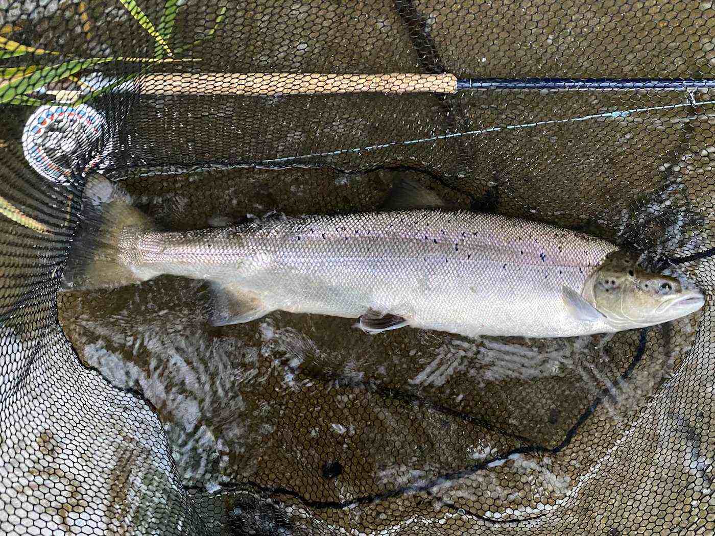 Learning how to fish with a salmon fly rod is important but learning how to hook a salmon on the fly is important too. This lovely Summer salmon was caught on the River Tay near Dunkeld and is typical of Summer run salmon. This fish was caught by one of our salmon fishing holiday guests during July with the assistance of his salmon fishing guide.