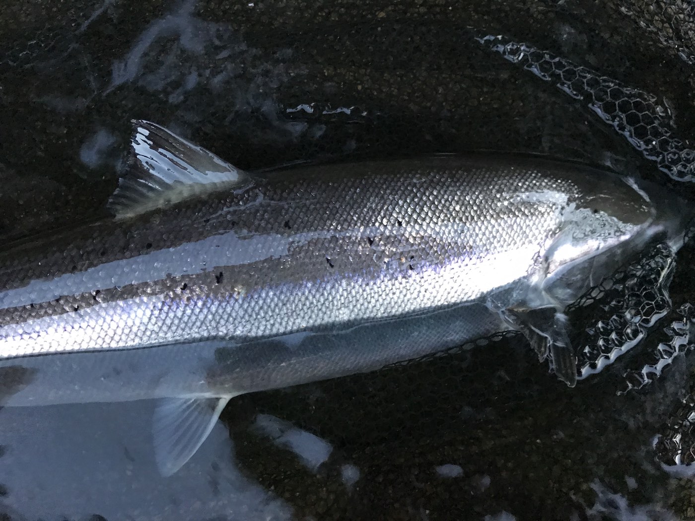 Look at the perfect glint from this fresh run Tay Spring salmon which is almost too silvery for the camera to cope with! These Spring fish are in a class of their own and are the highlight of all Scottish salmon fisher's season. This fine fish was landed by myself near Dunkeld on the River Tay during the month of May.