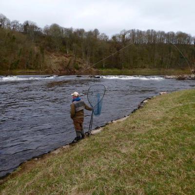 A salmon fisher playing a salmon on the lower River Tay near Stanley in Perthshire. Staying side on to the fish is the best approach if the riverbank & salmon permits this tactic. You can see the River Tay salmon guide at the ready with the landing net and the salmon fishing holiday guest positioned high up on the riverbank for maximum height advantage over the salmon.