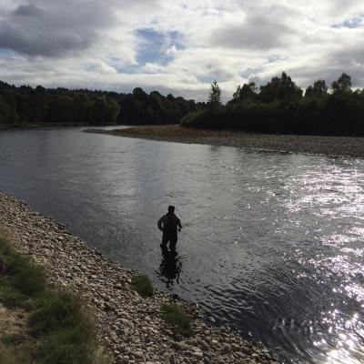 The Tay tributary River Tummel is a renowned Spring salmon fishery. This salmon fishing holiday guest is working his way down though the Green Bank Pool on the Lower Tummel Beat which is located at Moulinearn near Pitlochry under the supervision of his professional salmon fishing instructor.
