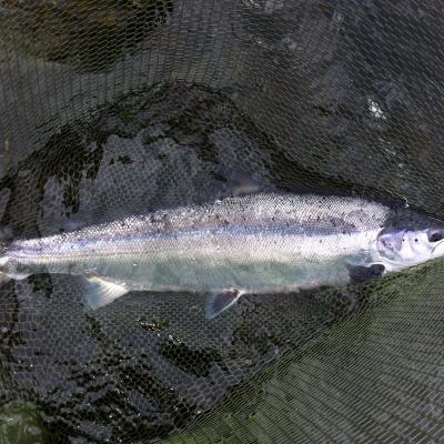 Look at this shape of a salmon for total marine predator hunting finesse. This is a River Tay Spring salmon which was caught by myself while working as a River Tay salmon fishing guide near Dalguise in the Tay Valley. These are the most prized salmon of all to target and thousands of salmon fishers come to the Scottish rivers each Spring for a chance of one.