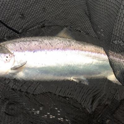 This big Tay Springer made the day for 2 salmon fishing trip guests on a cold wet March day near Dunkeld. Look at the oceanic hunting colours and the perfect shape of this Spring salmon then imagine it buckling your fly rod with reel screaming runs and getting your adrenalin pumping! Nothing beat salmon fishing in Scotland for a chance of a perfect fly caught salmon like this.