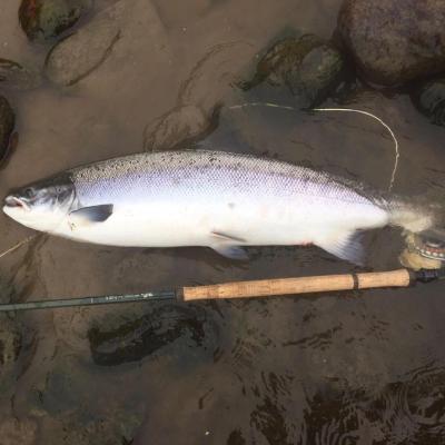 Fishing the River Tay through the Summer months can be very fruitful as there's alway big Summer fish. in the Tay from June onwards. Connecting with one on a fly rod will be an experience you'll never forget so it's always best to book a salmon guide to assist you to intercept perfectly proportioned salmon like this fine specimen.