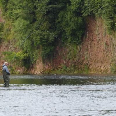 Keeping a high rod tip is essential while playing a salmon as was the case here with this lively River Tay Summer salmon that this salmon fly fishing visitor was playing. The high rod tip ensures the fly line is kept clear or riverbed obstacles which could snag the line and cause the loss of the fish. Look at the lovely red sandstone cliffs on the other side of the river.