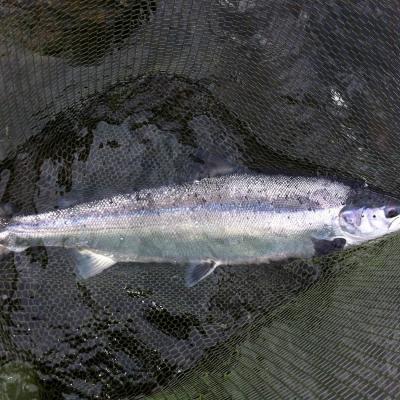I took this picture of this beautiful perfectly shaped River Tay Spring salmon is probably my most favourite one of all time even though I've photographed thousands of salmon over my professional salmon guide career. This perfect River Tay Spring salmon I caught during the month of May near Dunkeld.