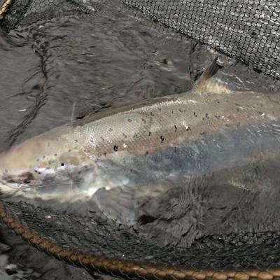 This perfect heavyweight salmon was caught during late March on the Perthshire River Tay at Dunkeld. This photograph was taken by the salmon fishing instructor as the fish was being released and moments after the salmon swam away out of the landing net.