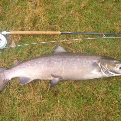 This superb Autumn cock salmon took me 50 minutes to tame on the fly rod on the Newtyle Beat of the River Tay near Dunkeld while I was serving as a professional salmon guide & Head Ghilie. With big salmon like this you just need to take your time as they cannot be rushed.