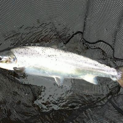 This wee Spring salmon beauty was caught on the River Tay in February during high water right outside of the Kinnaird Beat fishing hut by the professional salmon guide with his first swing of the boat through the salmon pool known as Daffodil LIe. Look at its amazing ocean colours that stand out perfectly against the dark water of early Spring.