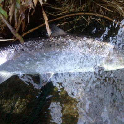 Here's a perfect fresh run River Tay salmon which is about to be released by myself after the excitement of capture. Taking advice from a professional salmon fishing guide is the best way to obtain a close up inspection of one of these fine creatures.