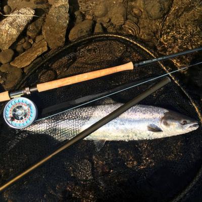 I bought this Hardy salmon rod to test its Spey casting ability out on the River Tay and I was instantly also testing its salmon playing action! This beautiful fresh run 10lbs salmon was hooked by me at the tail of the March Pool on the Tay's Kinnaird Beat and it put up a tremendous fight before I got a chance with the landing net. I kept this fine fresh run salmon in the McLean landing net to capture this fine photograph.
