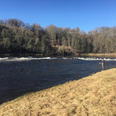 This is a cold water weir stopper for early run River Tay Spring salmon at the lower end of the River Tay near Stanley. Salmon fishing enthusiasts often wait here like like fisher for the arrival of Spring salmon knowing fine well the concrete weir will stop these fish for a while. Good ambush tactics often pay dividends as was the case here on this bright early Spring salmon fishing day.