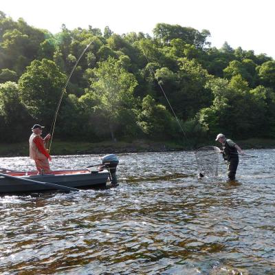 Here's a fine Summer River Tay salmon being netted by the beat ghillie at the stern of the boat. The Lower River Tay is a productive area for catching salmon from the Summer to Autumn part of the River Tay fishing season when many salmon congregate here. This fish was caught with some professional salmon instructor assistance on the Tay's Benchil Beat.
