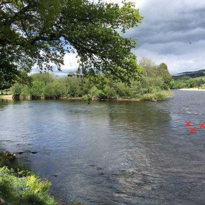This red circle marks the best salmon lie in this delicious River Tay salmon fishing pool. A careful wade and long controlled salmon fly is required here for success. This fine shot was taken by myself while serving as a salmon fishing instructor in May and you can see the leaves have recently appeared on the overhanging oak tree branches.
