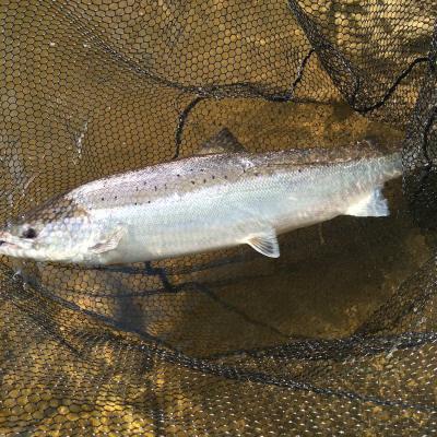 Here's a beauty of a fresh run River Tay salmon that came to inspect my fly on the River Tay during early June while working as a professional salmon fishing guide. This bright light day assisted my camera in picking up the perfect silver flanks of this beautiful fish before it was returned back to the Tay. Look at the fine rubberised fish friendly landing net mesh from my landing net to the rear of the salmon ensuring zero scale or mucous membrane damage to the salmon before releasing it.