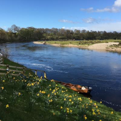 This is the neck of the Gean Tree Pool on the River Tay near the Perthshire village of Murthly. Look at the amazing carpet of daffodils that have been planted beside the boat mooring area. Often daffodils on the Scottish salmon rivers mark the Spring salmon lies for our salmon fishing holiday guests.