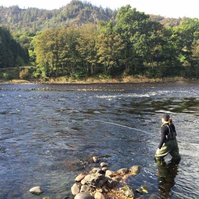 Here's a lady salmon fly fisher out covering the tail of The Trap Pool on the River Tay near Dunkeld. This fine shot was taken during May when the riverbanks were if full natural beauty mode. The light blue fly line she is working with is a full floating fly line with a sink tip on the front end to sink the salmon fly down a foot or two.
