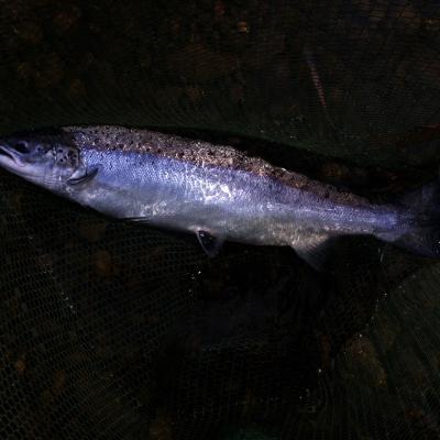 Here's a beauty of a River Tay salmon in the landing net following the excitement of battle. Nothing beats an encounter like this with a fresh run salmon and especially when hooked on a fly rod which adds another dimension to the whole experience. I caught this beauty while working as a salmon fly fishing guide on the River Tay in Scotland.