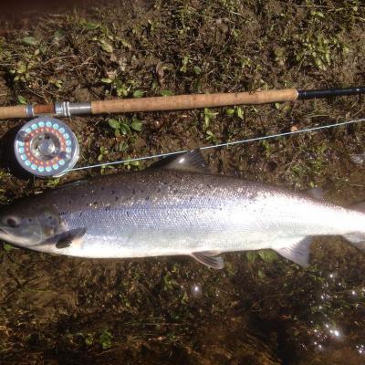 Look at the perfect shimmering sheen from the silvery flanks of this fine River Tay Spring salmon. I caught this salmon while working on the River Tay as a professional salmon fishing guide on a bright light February day. You can see my Van Staal salmon fly reel and Monteith Speycaster 15ft salmon fly rod in this shot.