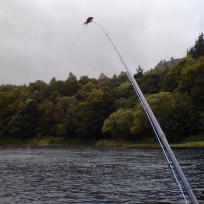 This little sand marten landed on my salmon fly rod while I was out fishing the Cottar Pool of the River Tay at Birnam when I was working there as a professional salmon fishing guide & Head Ghillie. Every time I flicked the bird off my rod between cast it returned again immediately afterwards. Quite an amazing experience really for a salmon guide to encounter as it felt like the bird didn't want to leave me.