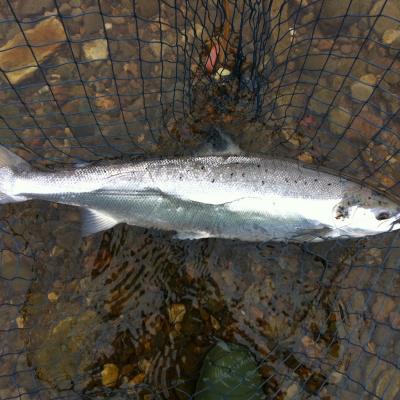 This is why salmon are often referred to as a 'bar of silver'! The take from a salmon can also stop time dead in its tracks such is its natural potency. Here's one such perfect fish that stopped time for me! I caught this perfect River Tay salmon while working as a salmon fishing guide on the Kinnaird Beat of the Tay which is located between Dunkeld & Pitlochry.