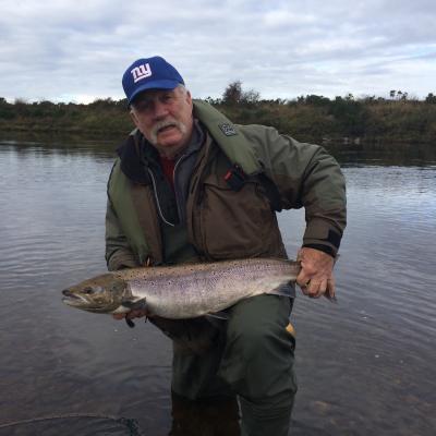 This was one of 2 salmon caught by 2 salmon fishing holiday guests who drove from Switzerland in a red Ferrari sports car to fish the River Tay with me. This fish was caught on a spinner and the other fish the landed was caught on a fly.